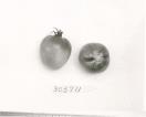 Click for 1 image(s) for this accession. FRUIT